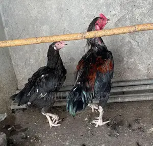 Lakha Traditional Ethnic Wear - Male and Female Clothing Options