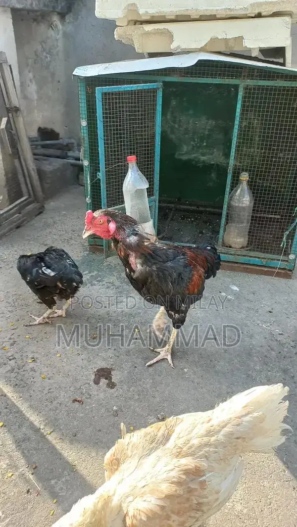 Lakha Traditional Ethnic Wear - Male and Female Clothing Options