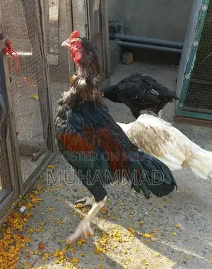 Lakha Traditional Ethnic Wear - Male and Female Clothing Options