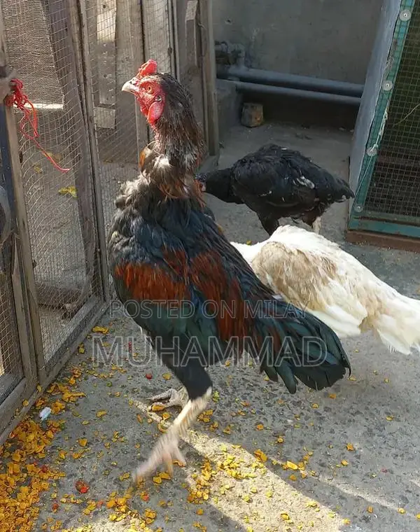 Lakha Traditional Ethnic Wear - Male and Female Clothing Options