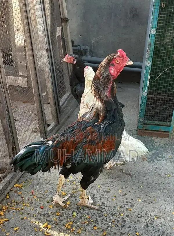 Lakha Traditional Ethnic Wear - Male and Female Clothing Options