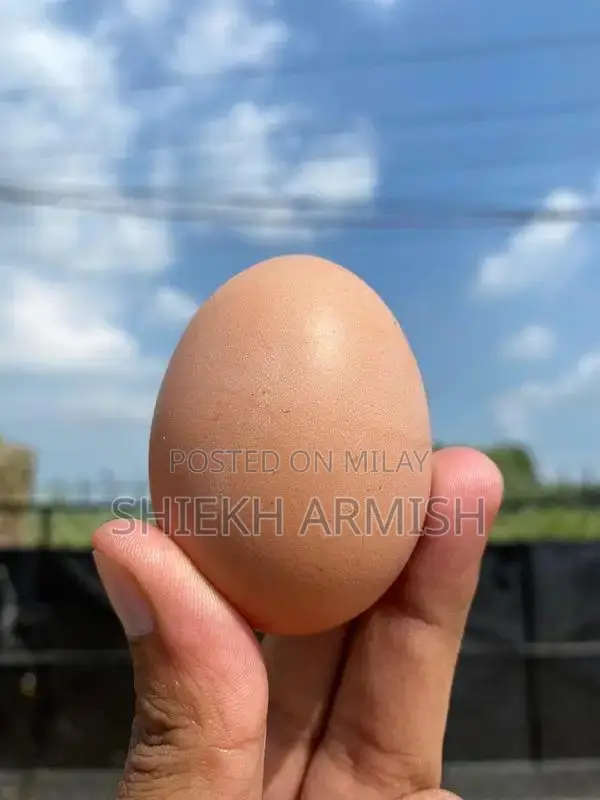 Fresh Desi Black Hen Eggs - Farm Direct Quality