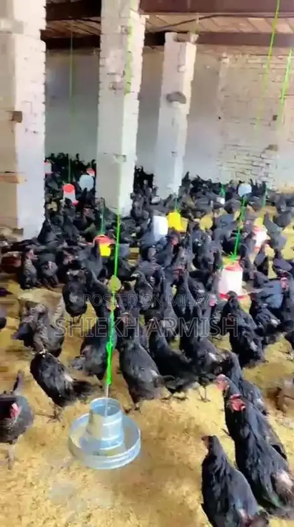 Fresh Desi Black Hen Eggs - Farm Direct Quality