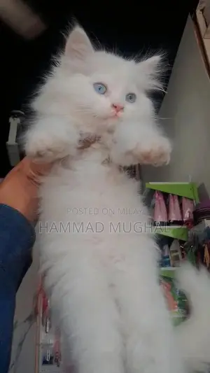 Photo - Vaccinated Blu-Eyed Triple Coat Kittens - Adorable and Friendly