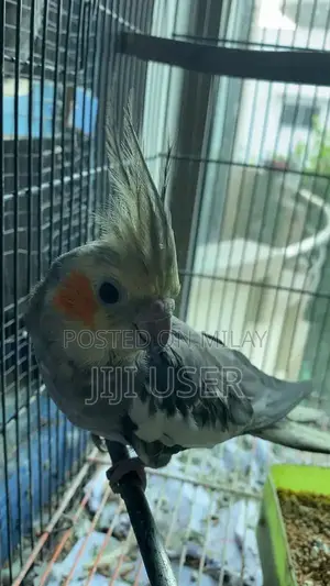 Photo - rhymes singing cockatiel for sale