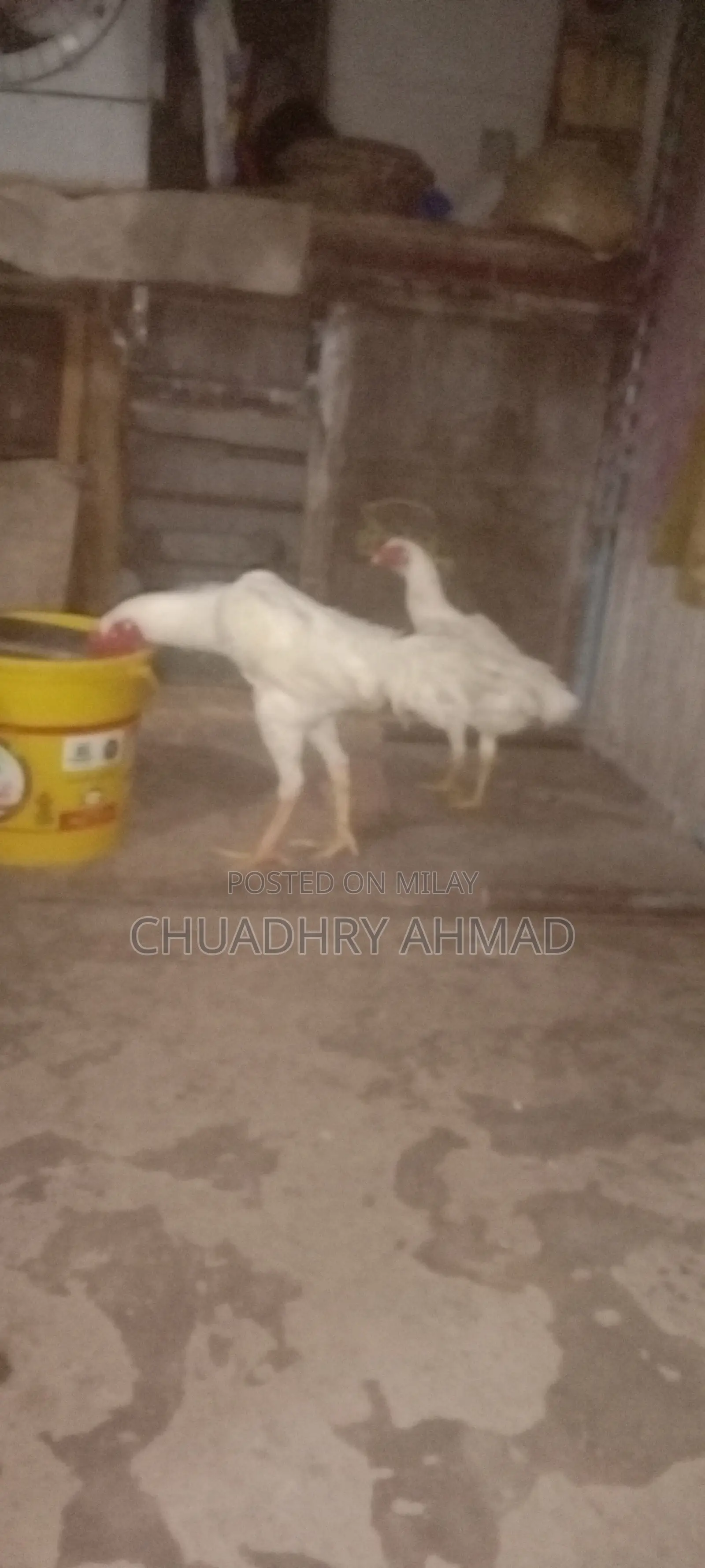 100% Fresh and Fertile Eggs