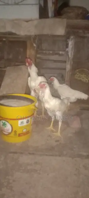 100% Fresh and Fertile Eggs