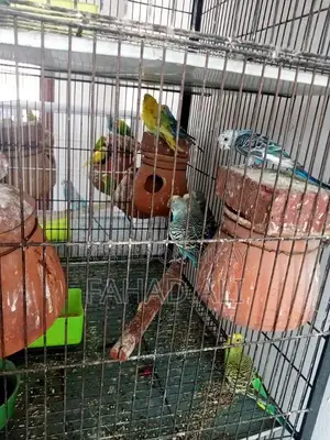 Photo - Australian parrot