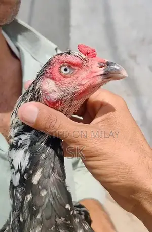 Pure Breed Aseel Chicken Female - Premium Egg-Laying Poultry
