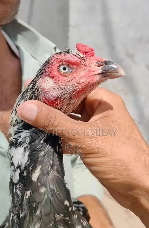 Pure Breed Aseel Chicken Female - Premium Egg-Laying Poultry