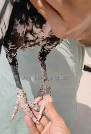 Pure Breed Aseel Chicken Female - Premium Egg-Laying Poultry