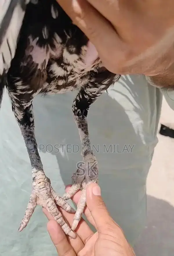 Pure Breed Aseel Chicken Female - Premium Egg-Laying Poultry