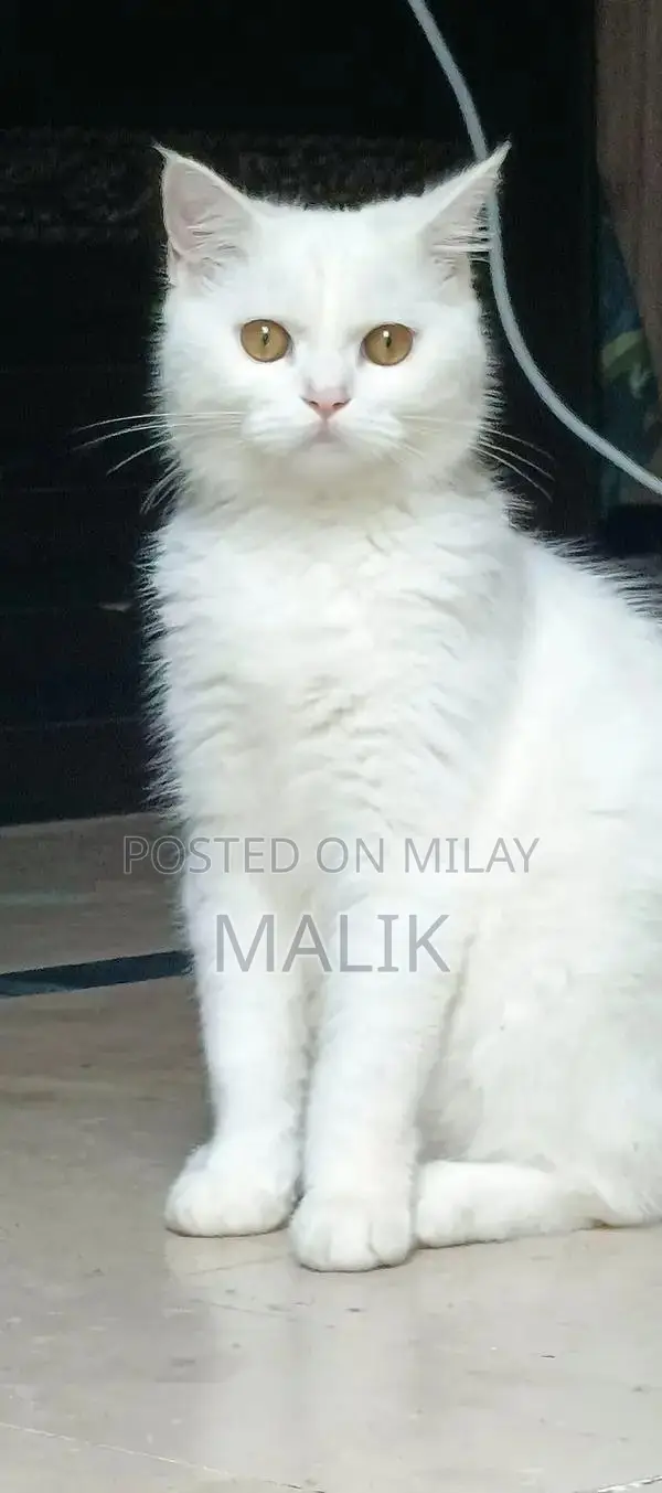 Persian Male Cat - Healthy, Vaccinated, Active Pet