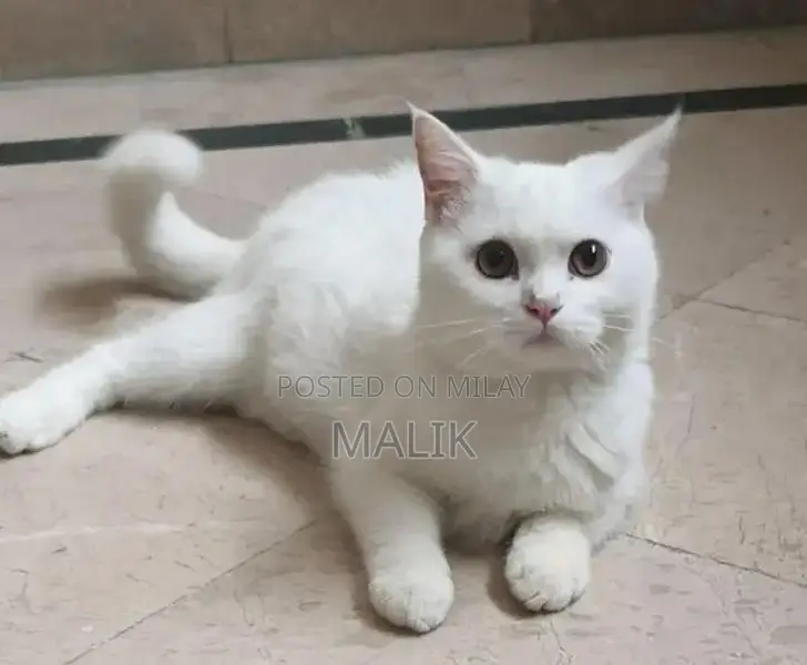 Persian Male Cat - Healthy, Vaccinated, Active Pet