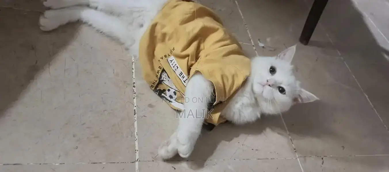 Persian Male Cat - Healthy, Vaccinated, Active Pet