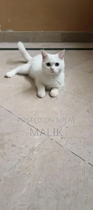 Persian Male Cat - Healthy, Vaccinated, Active Pet