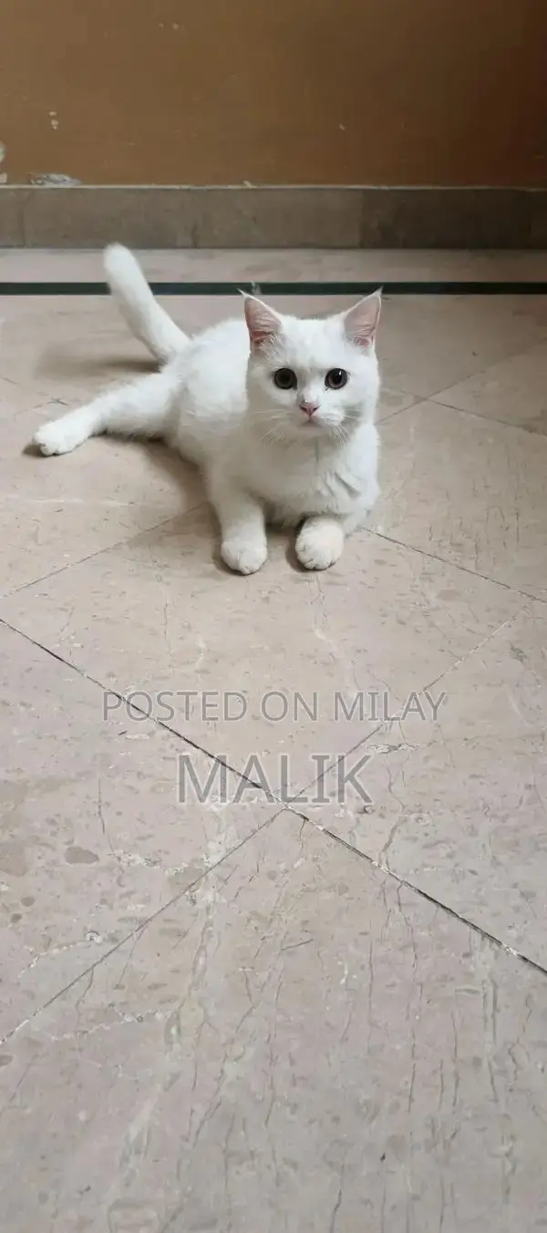 Persian Male Cat - Healthy, Vaccinated, Active Pet