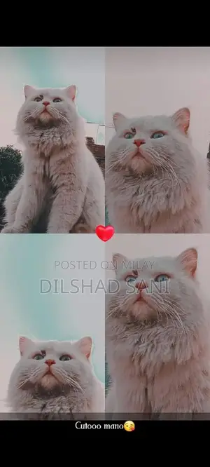 Photo - Purebred Persian Cat - Grey and Black with Stunning Eyes