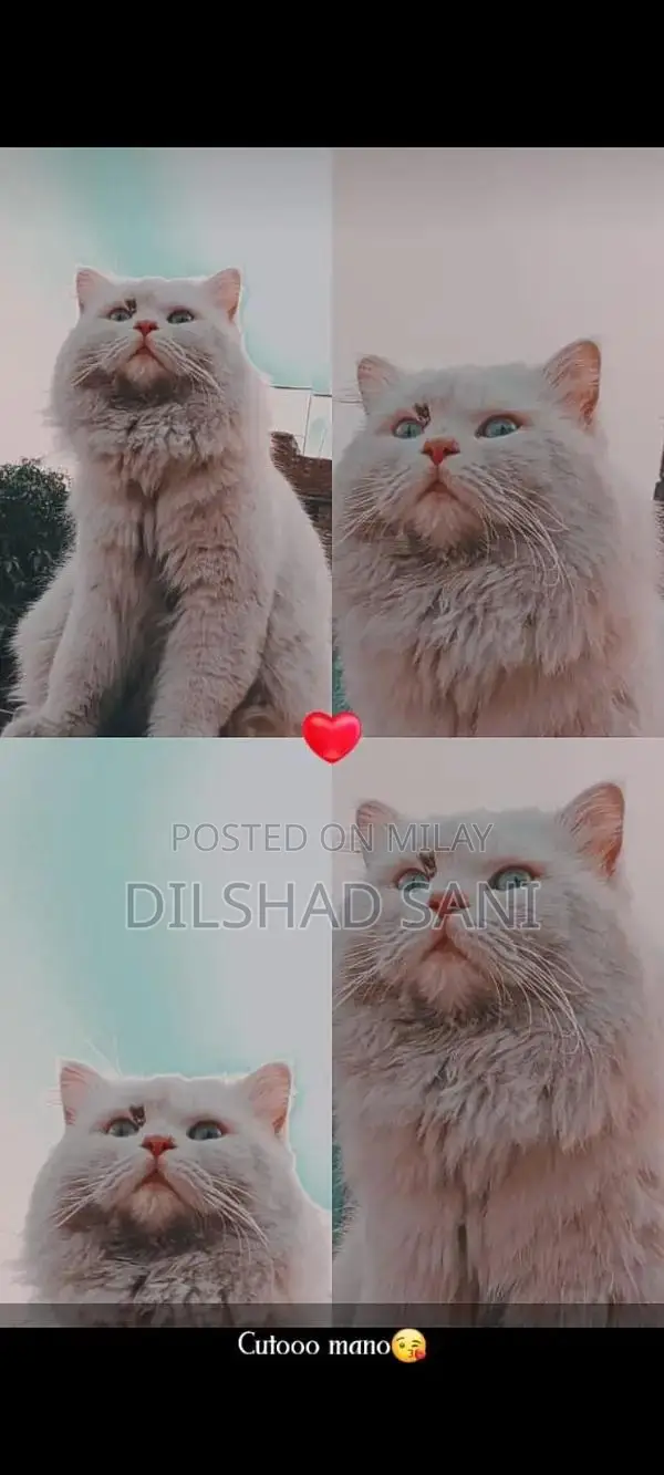 Purebred Persian Cat - Grey and Black with Stunning Eyes