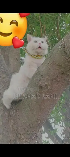 Purebred Persian Cat - Grey and Black with Stunning Eyes