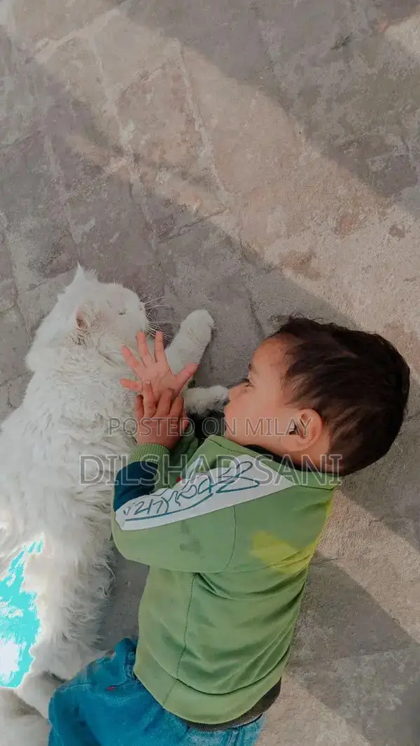 Purebred Persian Cat - Grey and Black with Stunning Eyes