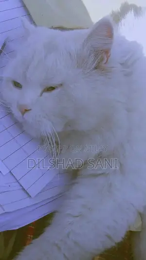 Purebred Persian Cat - Grey and Black with Stunning Eyes