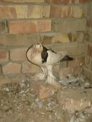 Full Size Male Breeder Animal