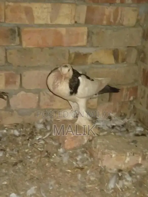 Full Size Male Breeder Animal