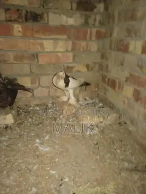 Full Size Male Breeder Animal