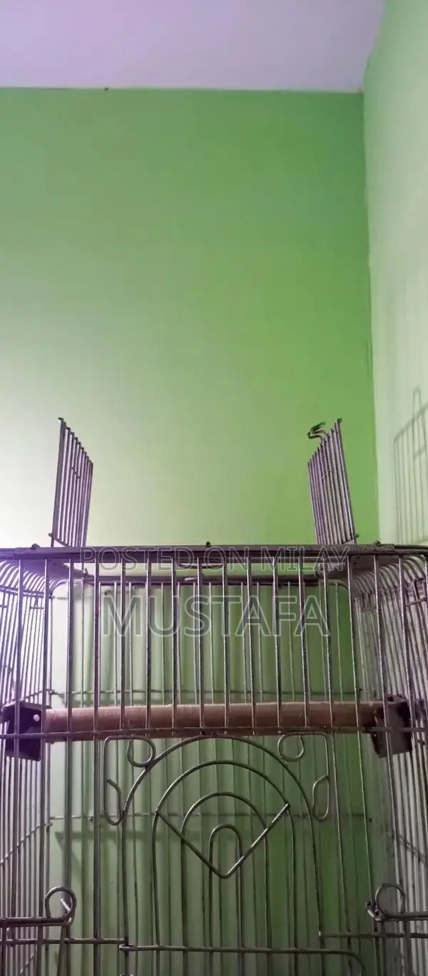 Strong Durable Iron Pet Cage for Long-Lasting Use