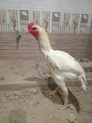 Heera Aseel Chicken Breed - Premium Quality Poultry Breed