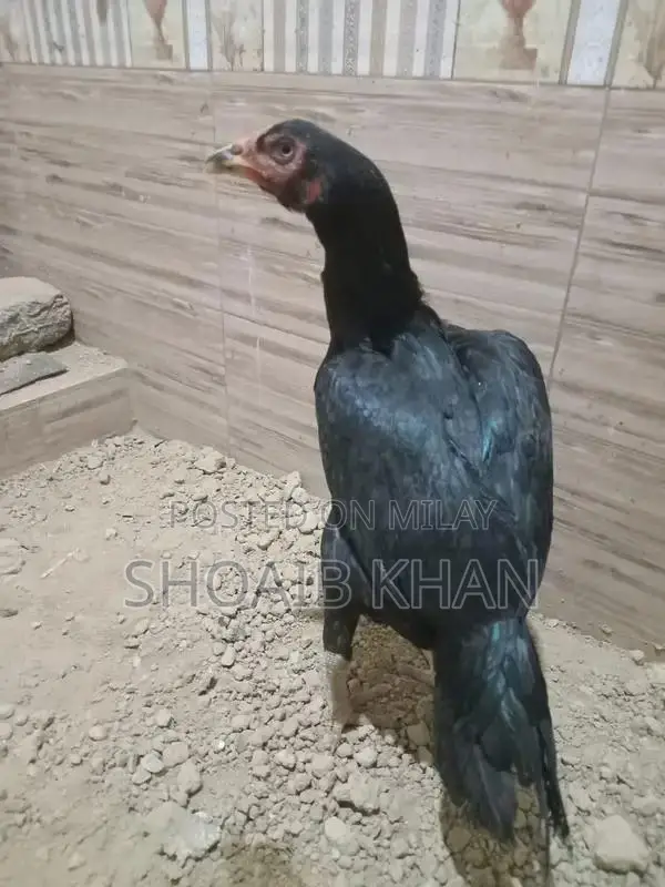 Heera Aseel Chicken Breed - Premium Quality Poultry Breed