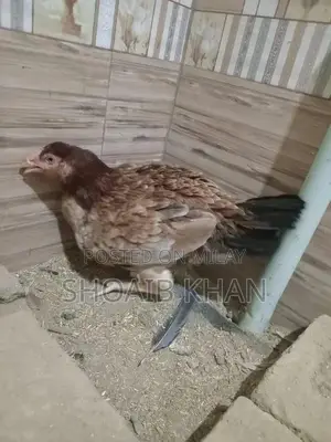 Heera Aseel Chicken Breed - Premium Quality Poultry Breed