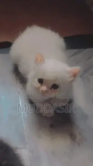 Photo - Adorable Female Persian Kitten - Cute Punch Face