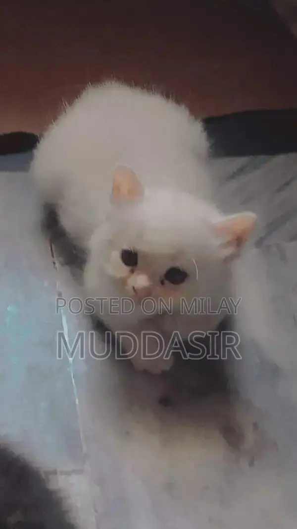 Adorable Female Persian Kitten - Cute Punch Face