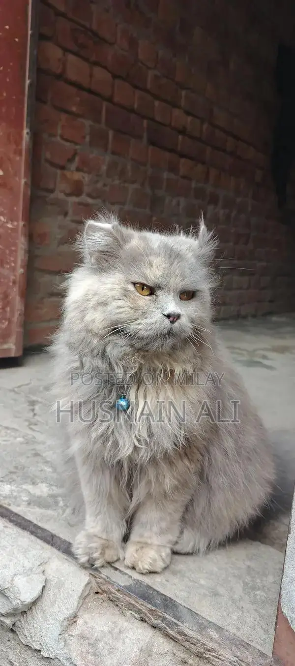 Persian Cat - Golden Eyes, Triple Coat, Female Companion