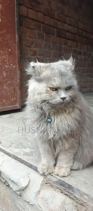 Persian Cat - Golden Eyes, Triple Coat, Female Companion