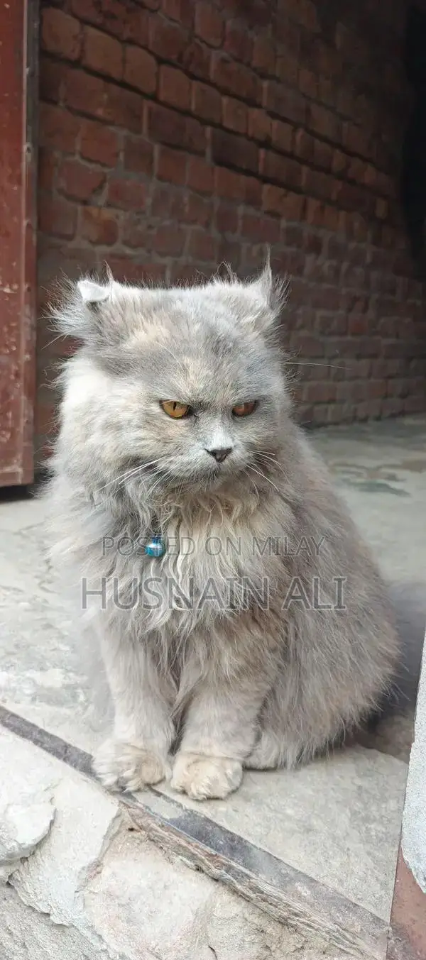 Persian Cat - Golden Eyes, Triple Coat, Female Companion