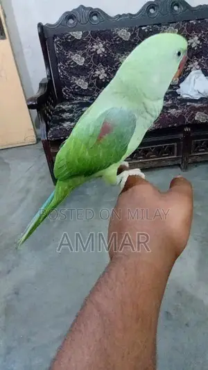 Photo - raw parrot female