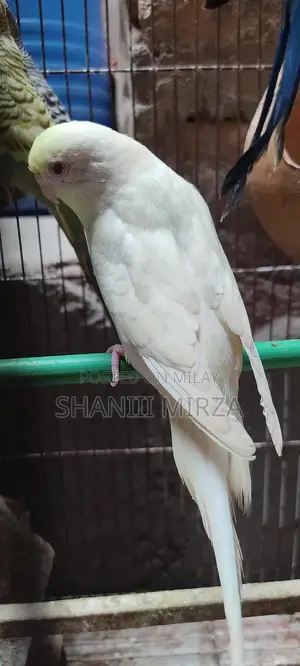 Photo - White Budgie Breeding Pair with Red Eyes - High Quality Home Bred