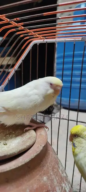 White Budgie Breeding Pair with Red Eyes - High Quality Home Bred