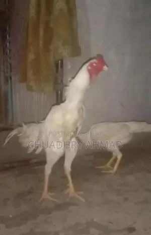 Photo - 100% Fresh and Fertile Eggs