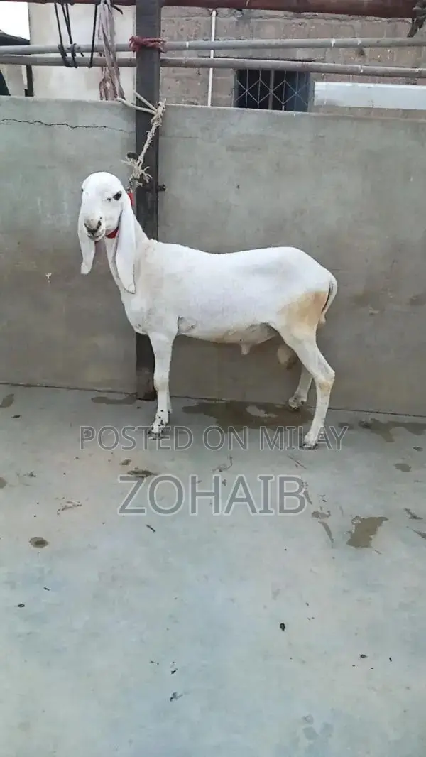 Larkana Dumba Goat for Qurbani and Breeding - Premium Quality