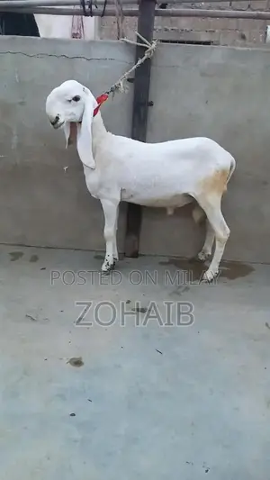 Larkana Dumba Goat for Qurbani and Breeding - Premium Quality