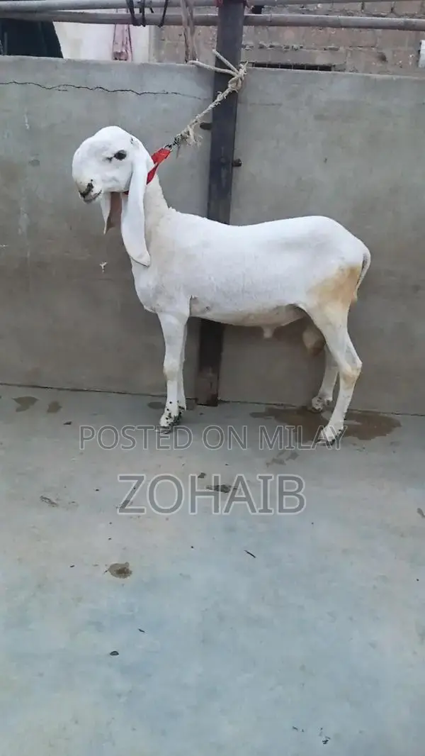 Larkana Dumba Goat for Qurbani and Breeding - Premium Quality