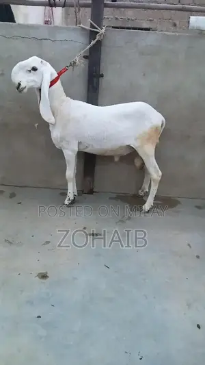 Larkana Dumba Goat for Qurbani and Breeding - Premium Quality