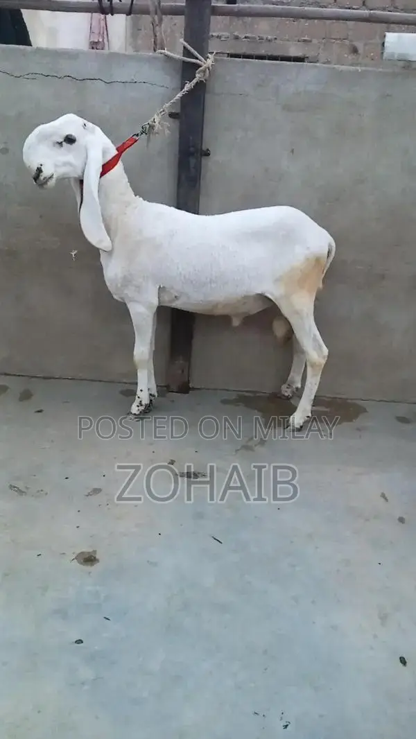 Larkana Dumba Goat for Qurbani and Breeding - Premium Quality
