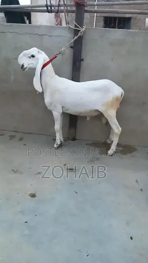 Larkana Dumba Goat for Qurbani and Breeding - Premium Quality