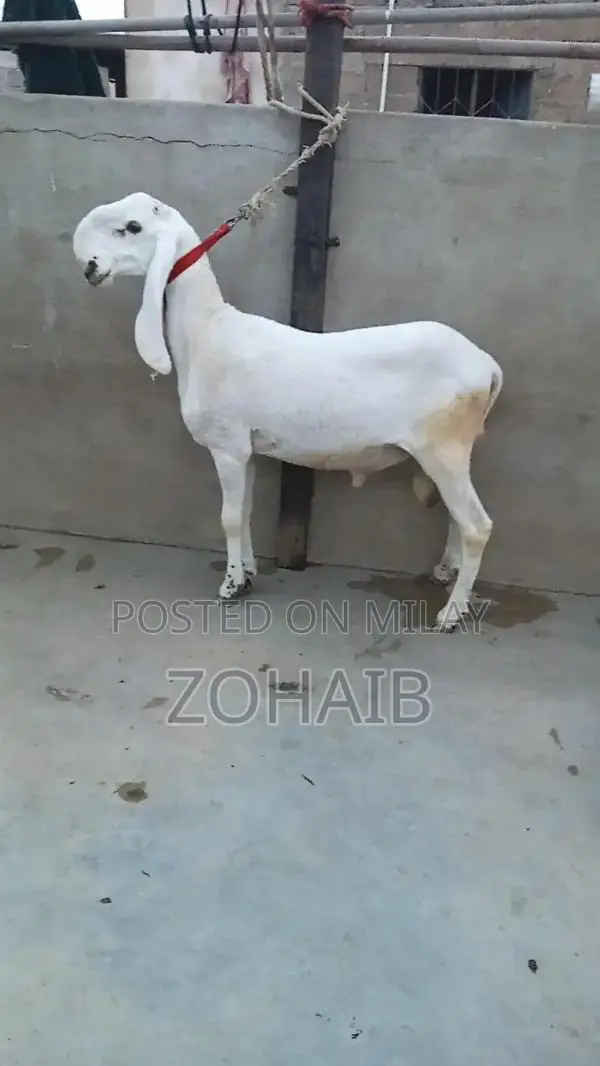Larkana Dumba Goat for Qurbani and Breeding - Premium Quality