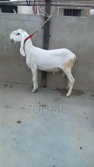 Larkana Dumba Goat for Qurbani and Breeding - Premium Quality
